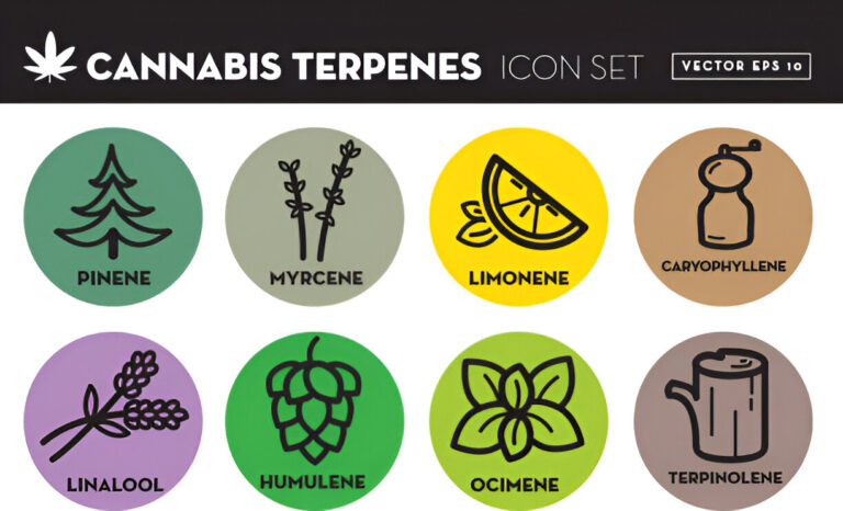 Terpene Profiles Shape Your Cannabis